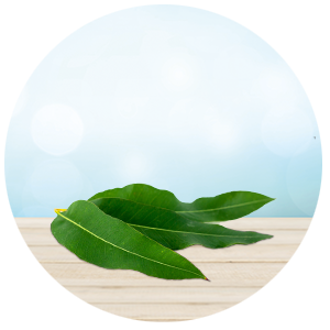 eucalyptus